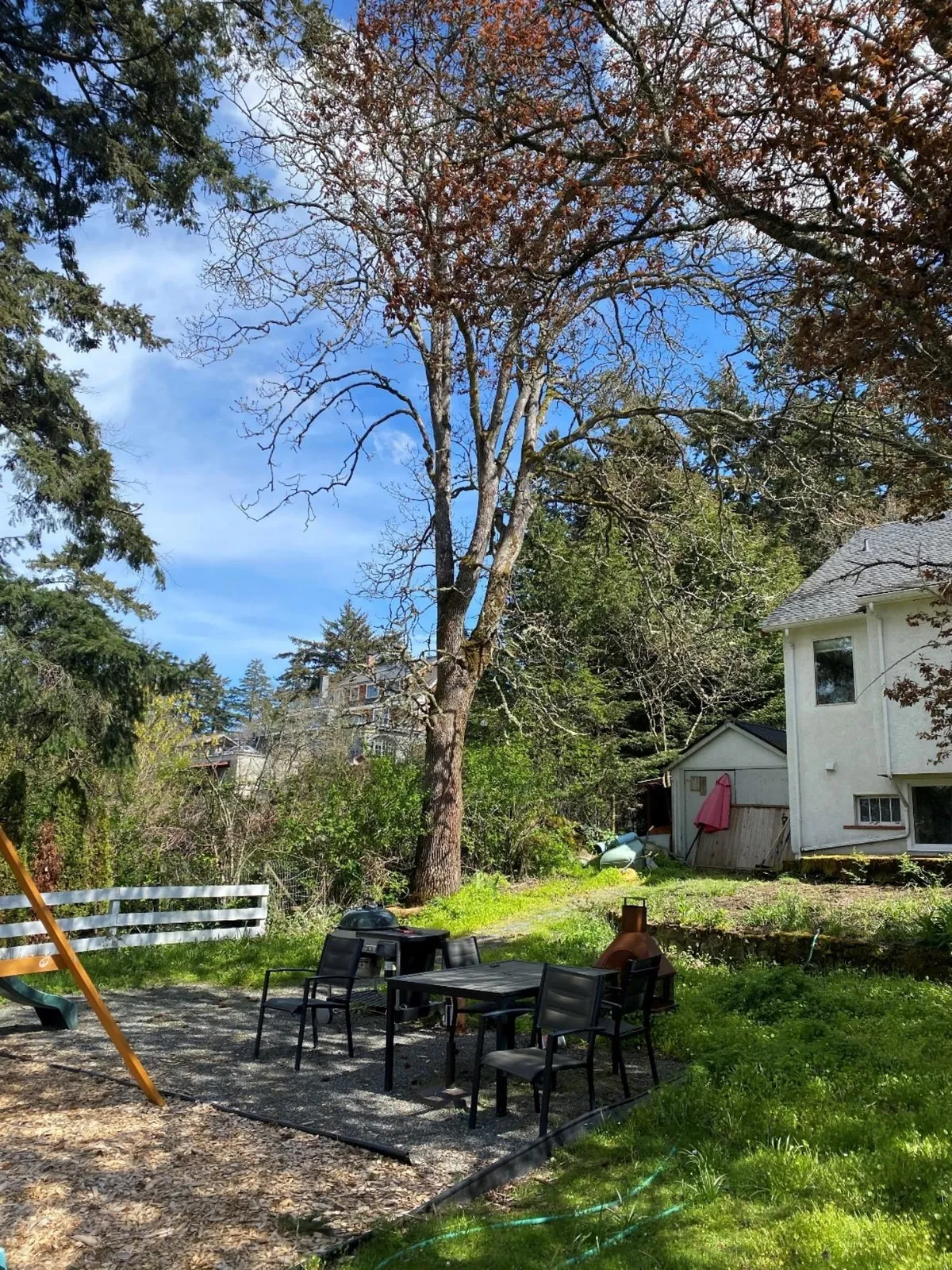 Photograph 5 – Garry oak 584. Red lines showing scope of minimal elevation pruning required to elevate crown to accommodate proposed new building.