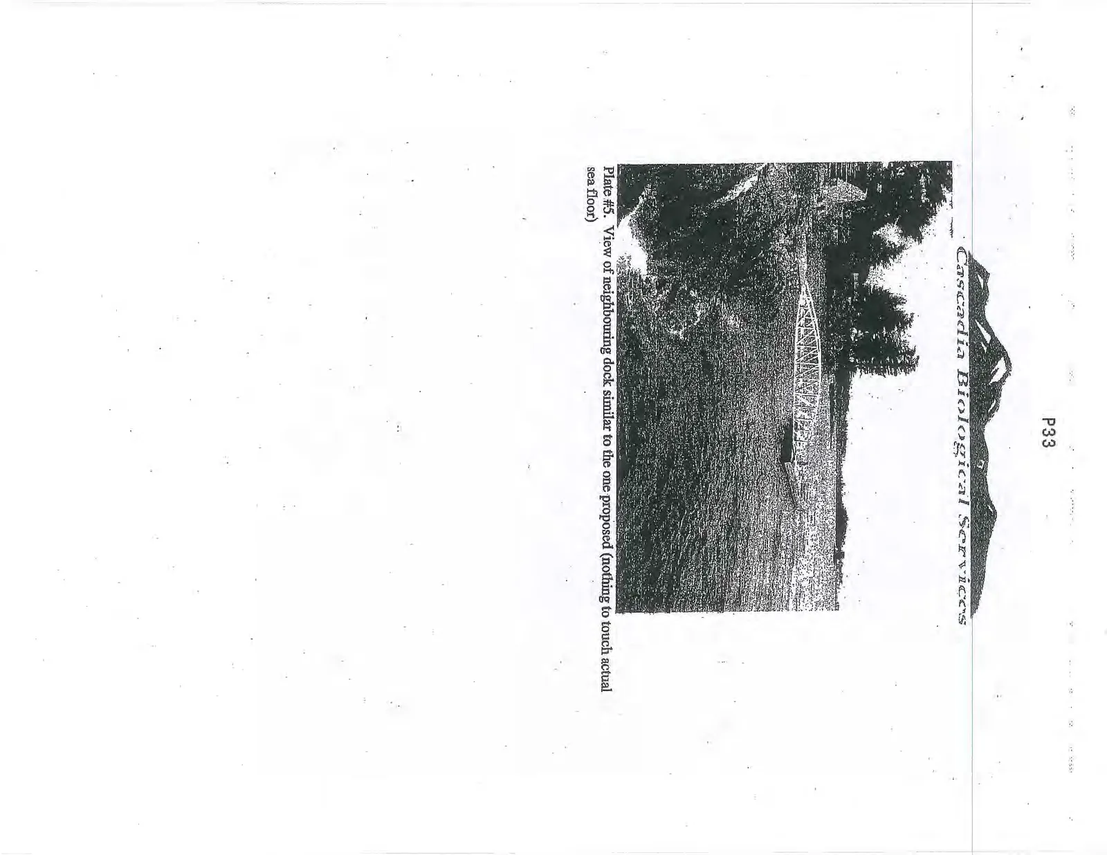 Plate #3. View of typical vegetation along steep embankment
