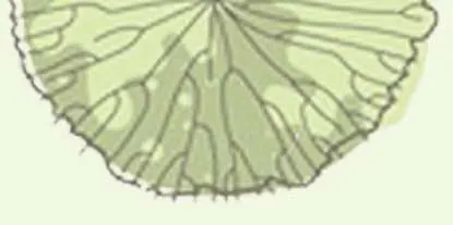 Cross Section 2 showing building levels and adjacent tree context