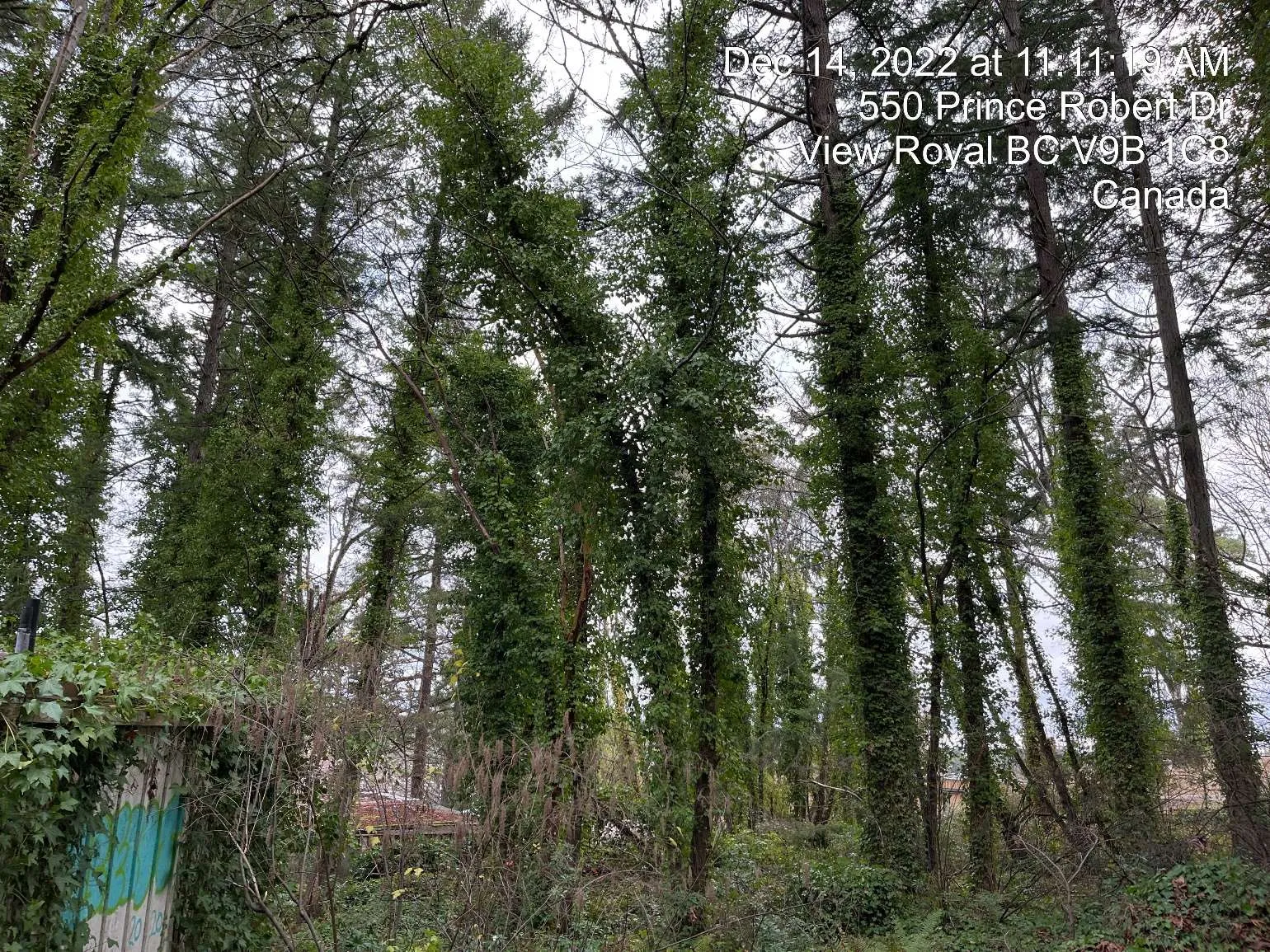 A wooded area with several tall trees whose trunks are heavily covered in green English ivy. A text overlay in the upper right corner reads: "Dec 14, 2022 at 11:11:19 AM 550 Prince Robert Dr View Royal BC V9B 1C8 Canada".