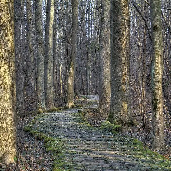 A rustic wooden boardwalk pathway winding through a dense forest