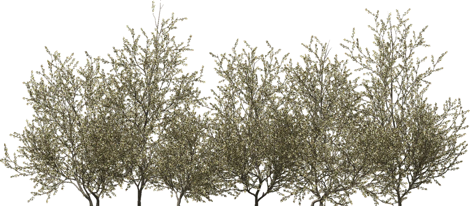 tall coniferous tree