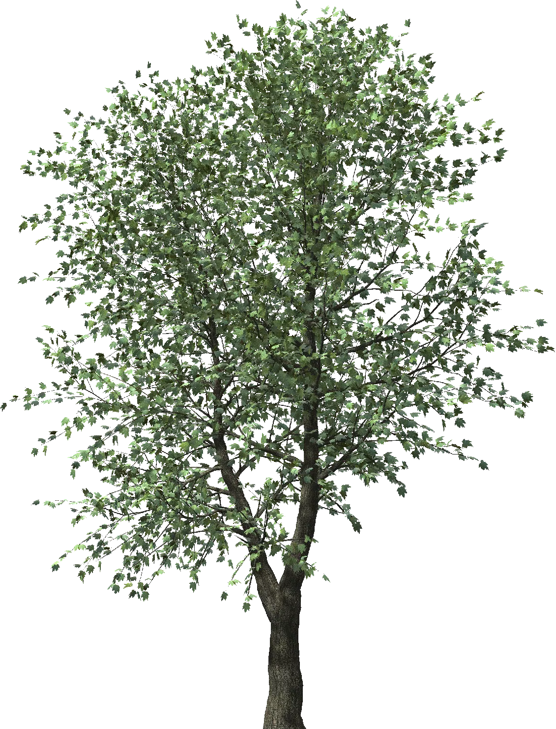 bright green shrub