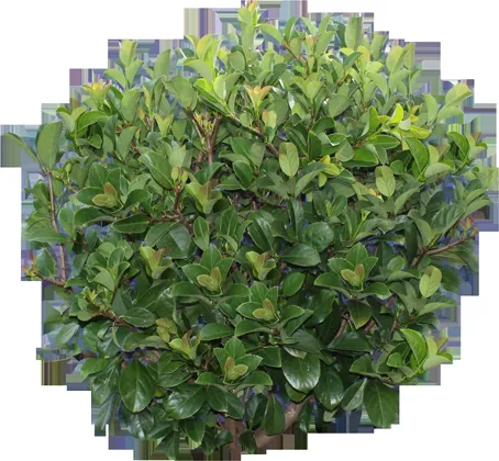 dark green shrub