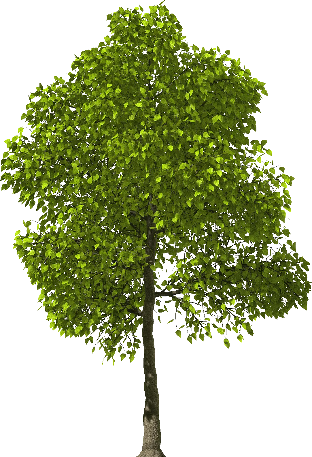 green shrubbery