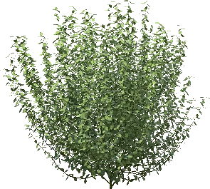 broad deciduous tree