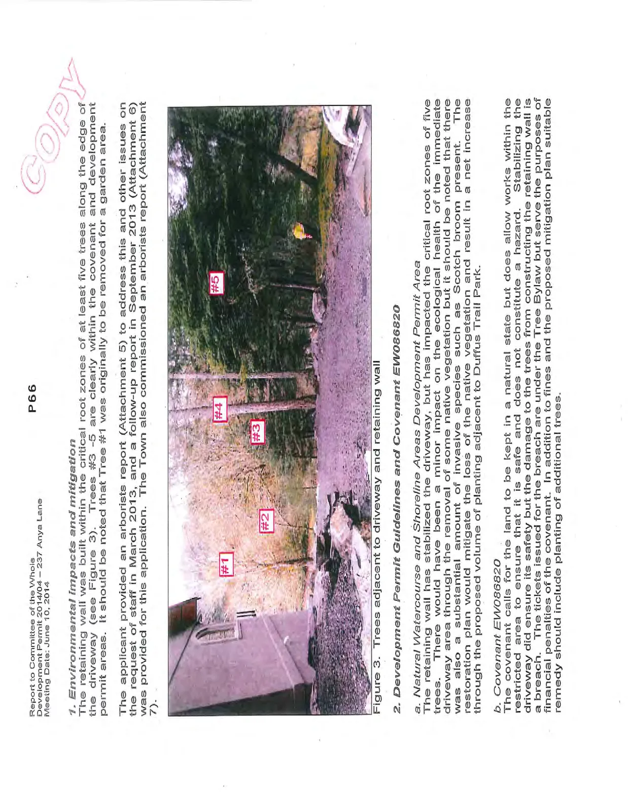 Figure 3. Trees adjacent to driveway and retaining wall