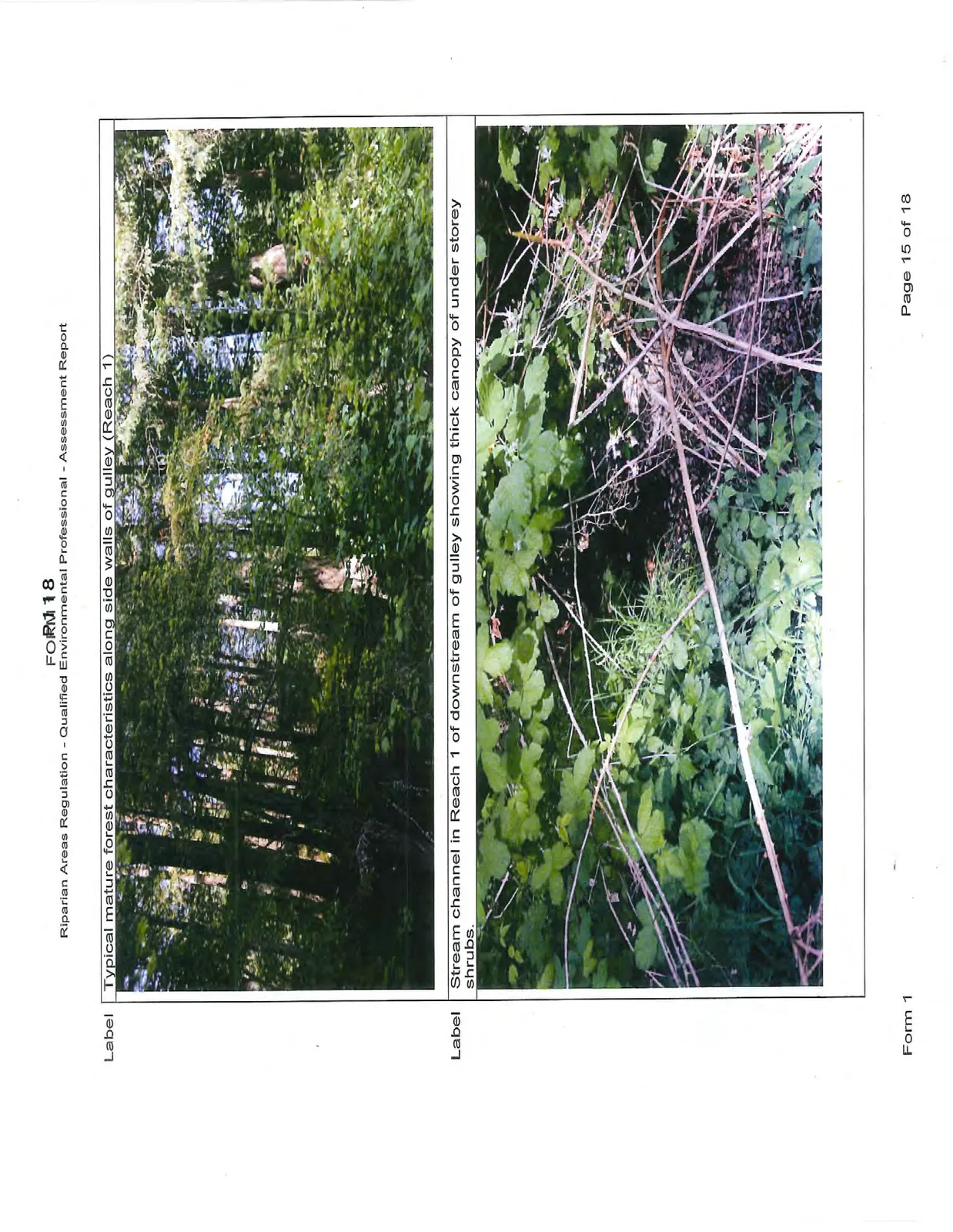 Section 6. Photos - Forest and Stream Channel