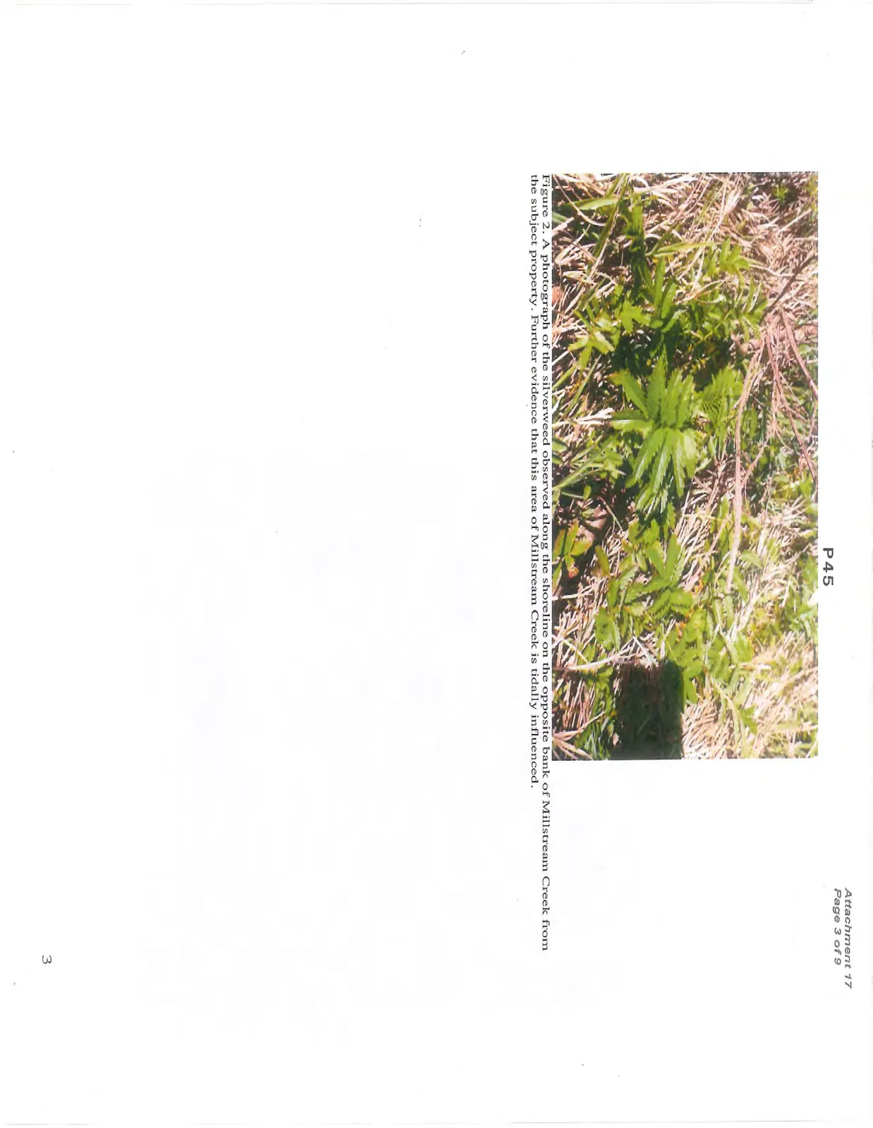 A photograph of the silverweed observed along the shoreline on the opposite bank of Millstream Creek from the subject property. Further evidence that this area of Millstream Creek is tidally influenced.