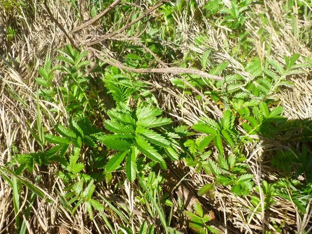 A photograph of the silverweed observed along the shoreline on the opposite bank of Millstream Creek from the subject property. Further evidence that this area of Millstream Creek is tidally influenced.