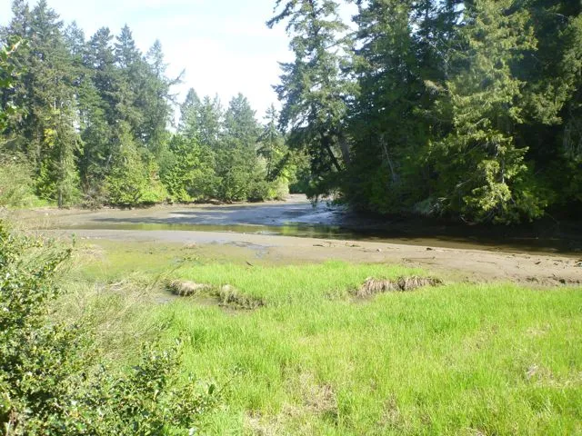 The shoreline of the subject property (right top corner of photograph) is fully vegetated with healthy, native plant species.