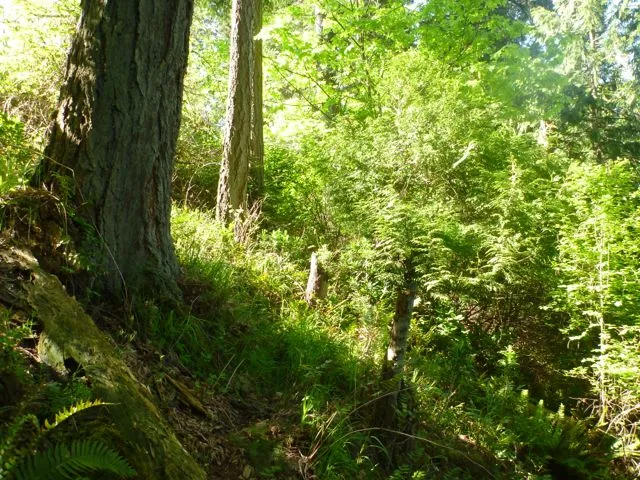 Photograph of the vegetated slope on the subject property.
