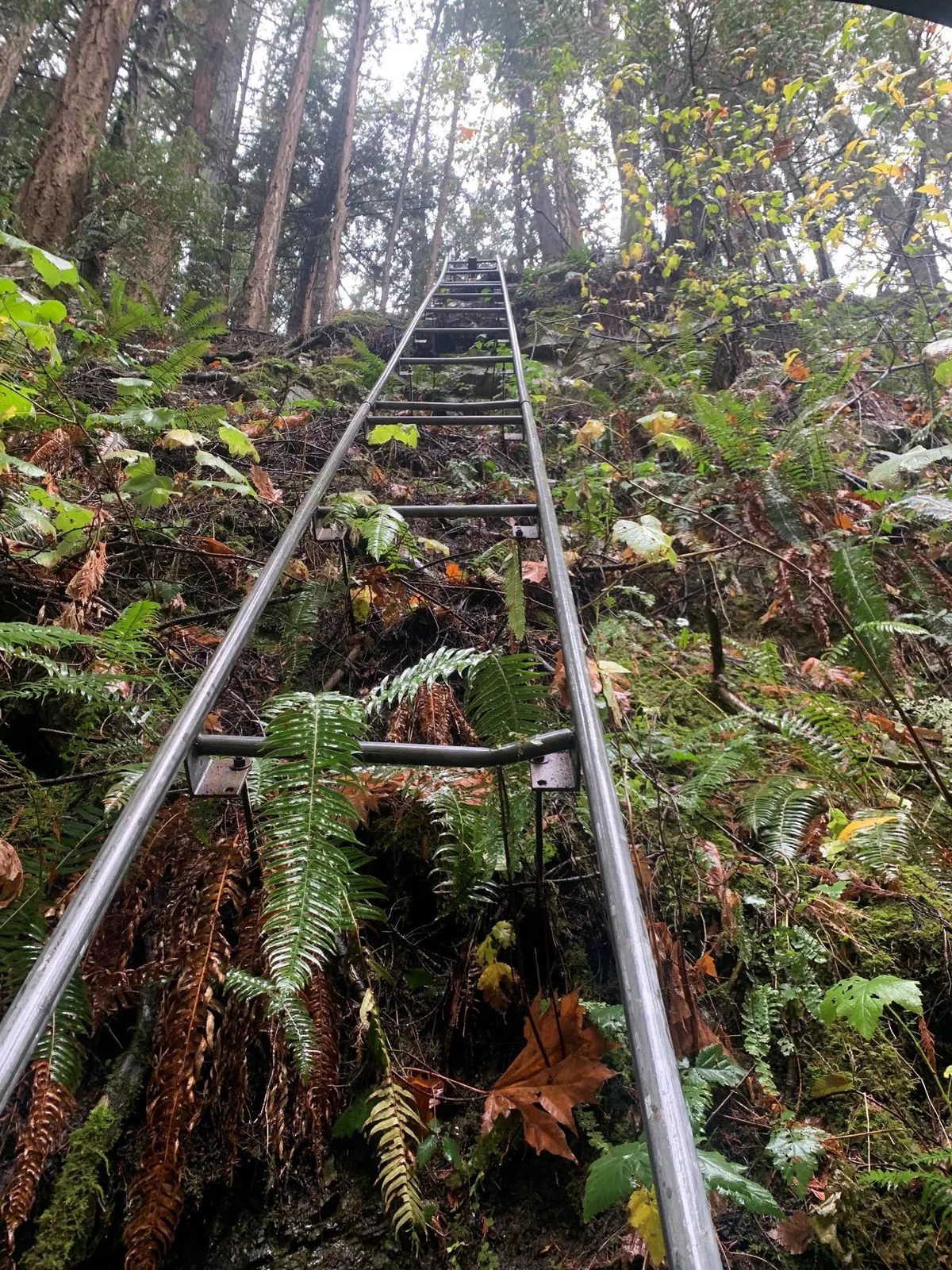 View up the steep rail track through ferns and forest toward the ridge.