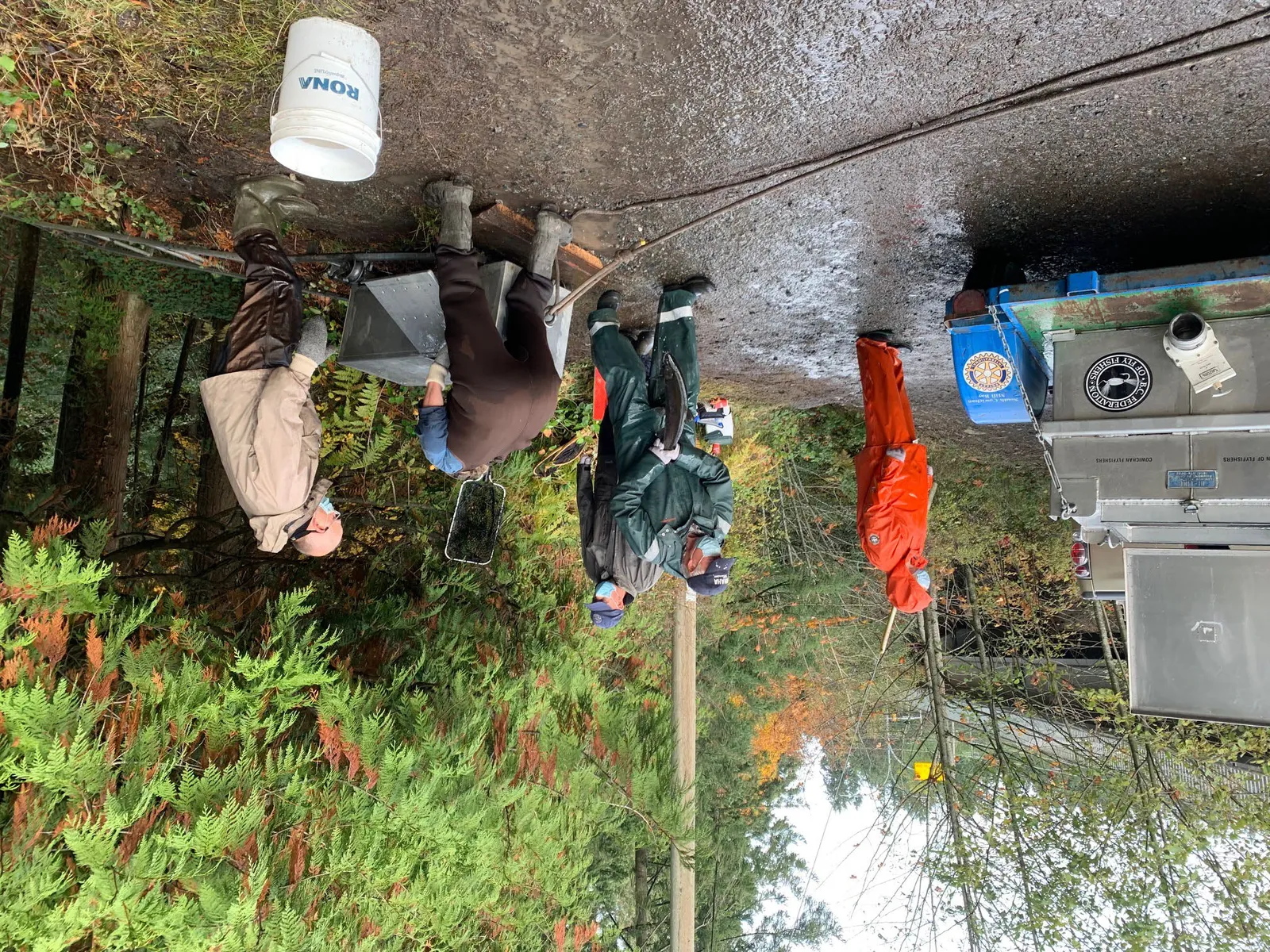 A volunteer in waders and a face mask holding a large Coho salmon near a white RONA bucket.