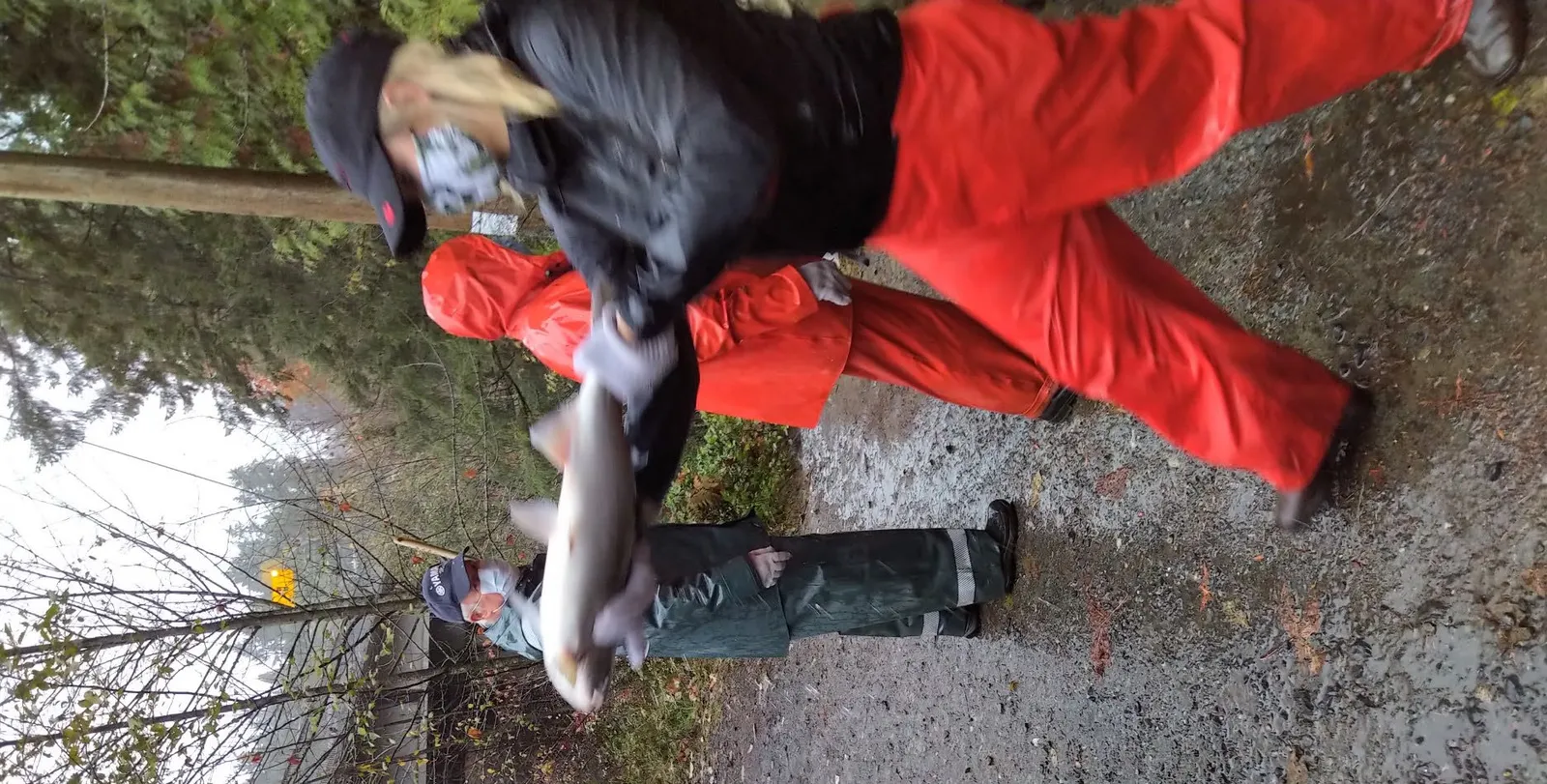 A volunteer in red rain pants placing a salmon into the "Island Return-it" branded transport tank.