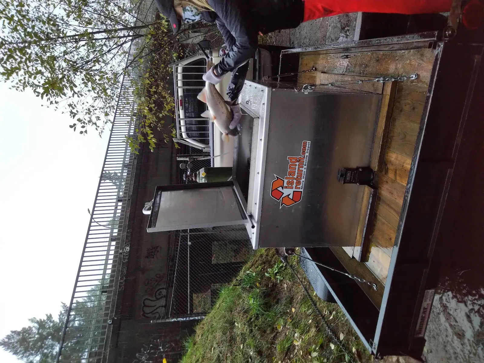 A closer view of the salmon being carefully deposited into the transport tank.