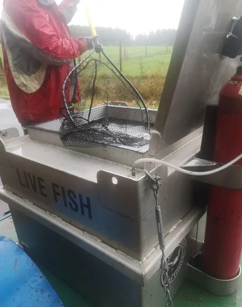 A volunteer using a net to lift a salmon from the transport tank marked "LIVE FISH."