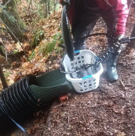 A volunteer pouring a basket of salmon into the head of a large black corrugated release chute.
