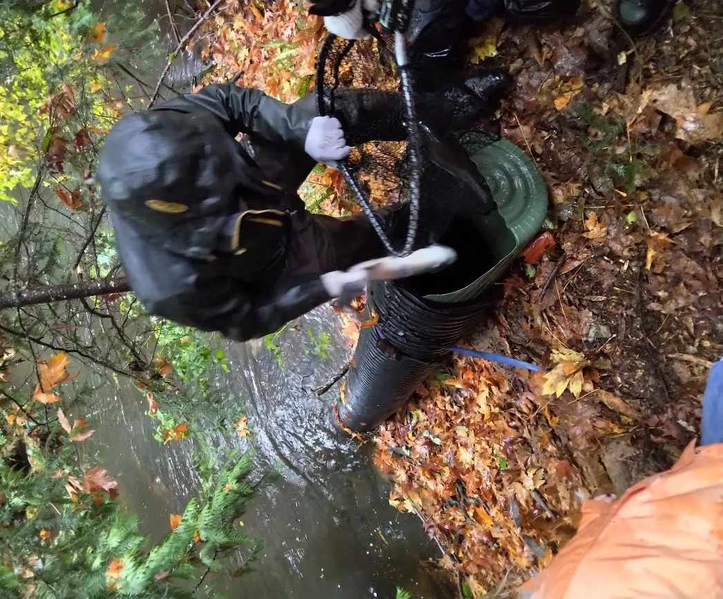 Volunteers and a child on the creek bank releasing salmon from the chute into the water.