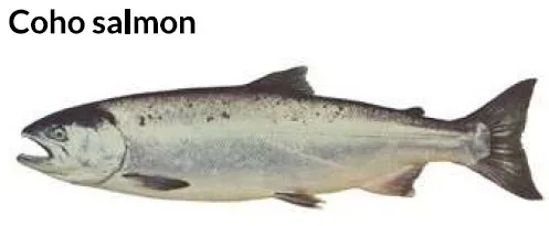 Illustration showing ten examples of Coho salmon.