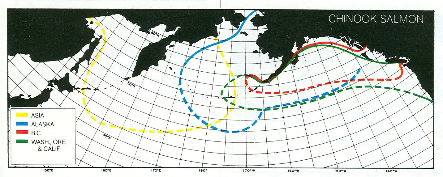 A map of the North Pacific Ocean detailing the migration patterns of Chinook Salmon from Asia, Alaska, B.C., and the Western United States.
