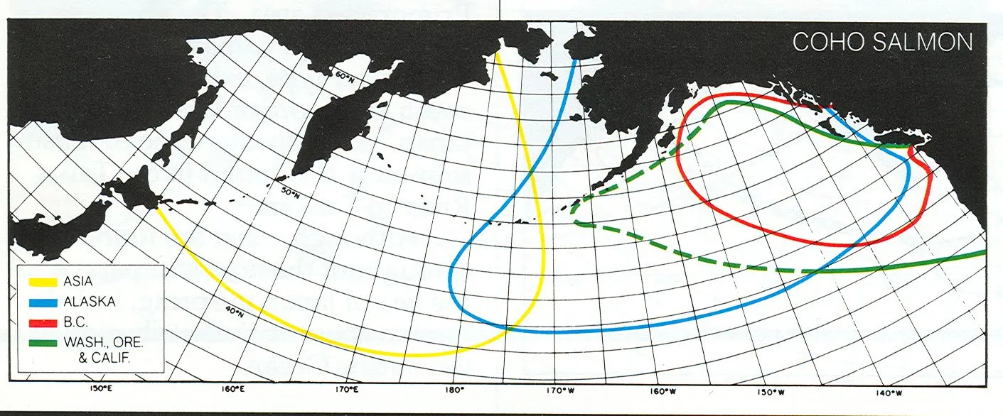 A map of the North Pacific Ocean detailing the migration patterns of Coho Salmon from Asia, Alaska, B.C., and the Western United States.