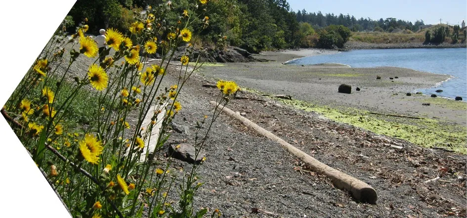 Yellow wildflowers growing on a rocky shoreline with driftwood and water in the background