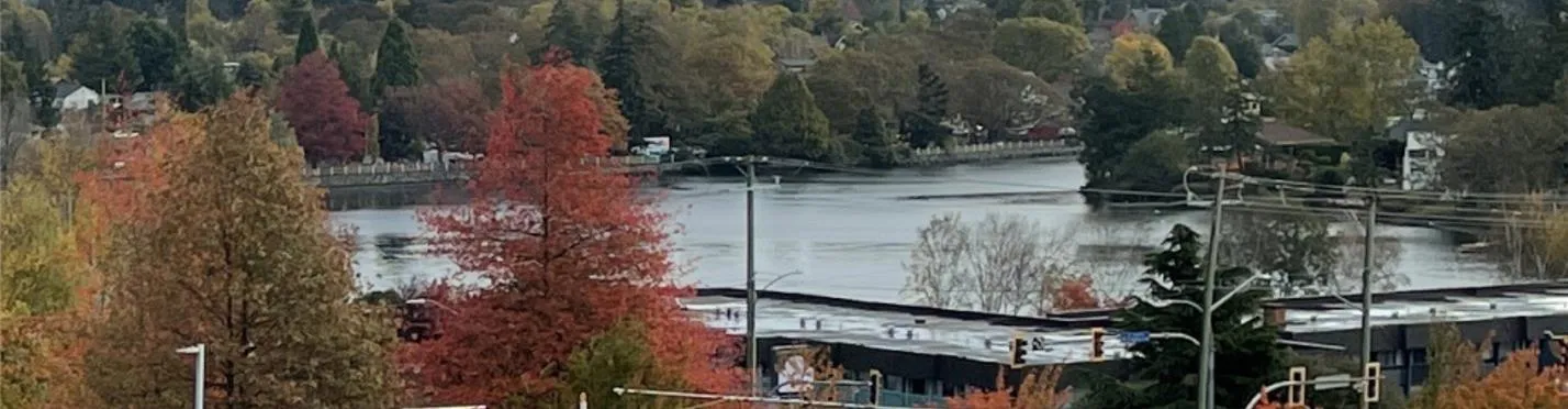 Photograph labeled EXAMPLE 1b showing the view of the Gorge waterways as of 2022, now largely obstructed by tree growth