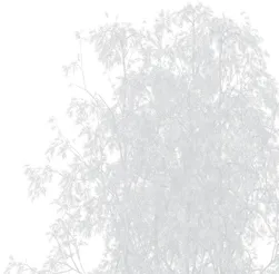 Detailed faded rendering of decorative shrubs and trees as featured in the landscape concept elevation.