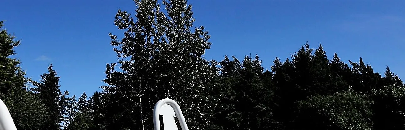 Top of trees against a clear blue sky