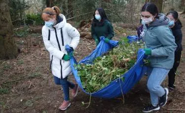 Three people in masks working together to lift a blue tarp filled with pulled invasive plants