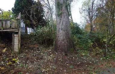 Tree trunk heavily covered in invasive ivy before removal