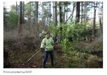 Martlet article titled "Greater Victoria Green Team cleans up Cunningham Woods" with a photo of a volunteer pulling invasive vines from a tree