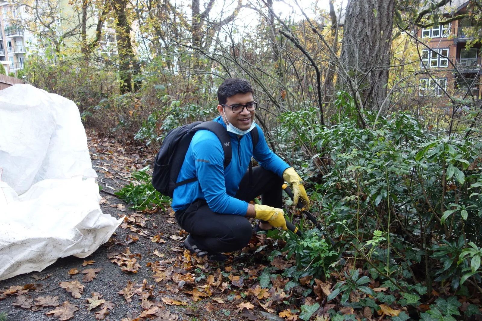 A volunteer in a blue shirt and yellow gloves removing invasive plants from the ground