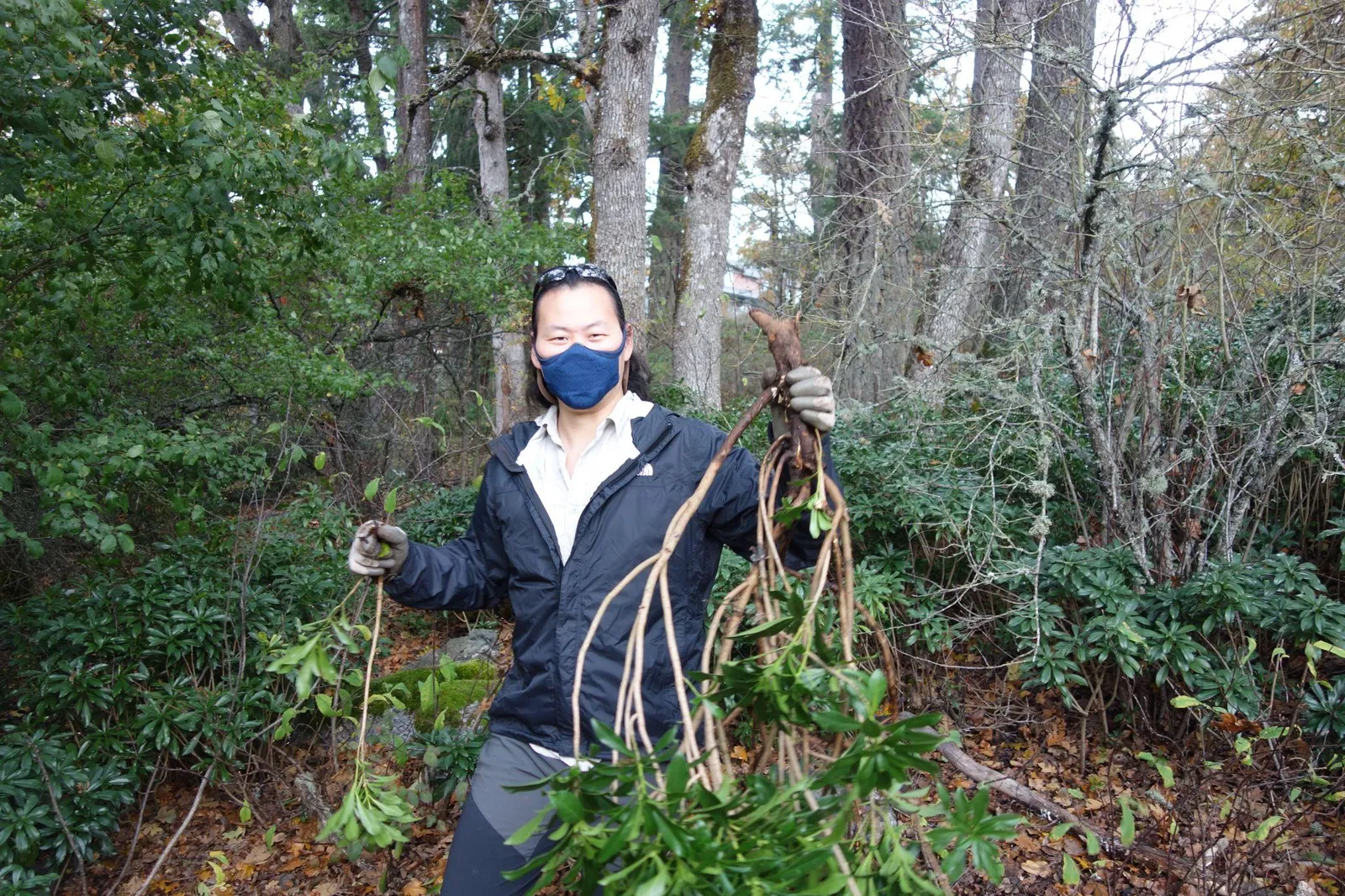 A volunteer wearing a face mask holding up a large invasive plant with its root system