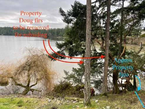 Photo showing two large Douglas Fir trees showing movement and proximity to property line