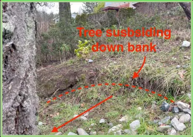 Photo showing tree subsiding down the bank with root base separation from soil