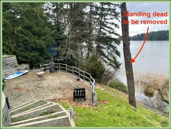 Photo of the standing dead habitat Douglas Fir approved for removal