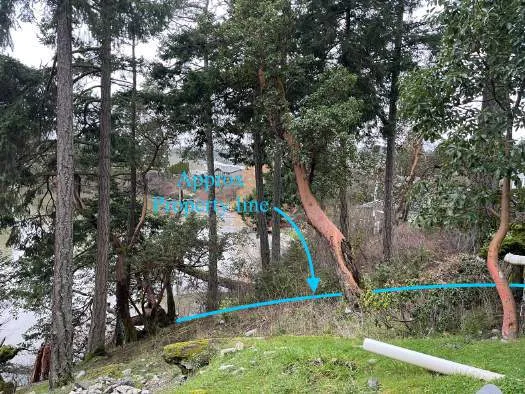 Photo showing neighboring trees on the western side of the property requiring due diligence