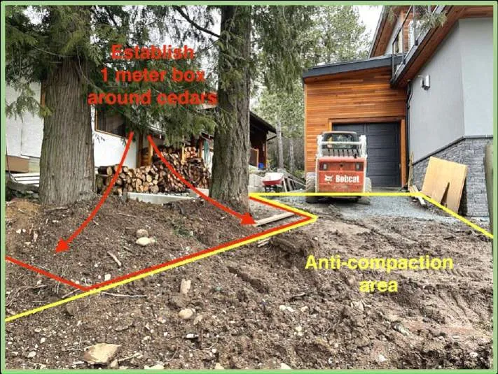 Photo illustrating the anti-compaction area and protective box for cedar trees near the garage