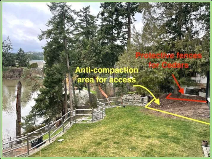 Photo showing the anti-compaction area for access and protective fence location for cedars from the grass terrace