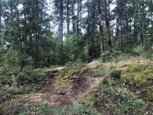 View of the wooded upland site area with Douglas fir trees and moss-covered ground