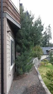 Photograph of Tree #45 showing its close proximity to the building wall and limited space for growth