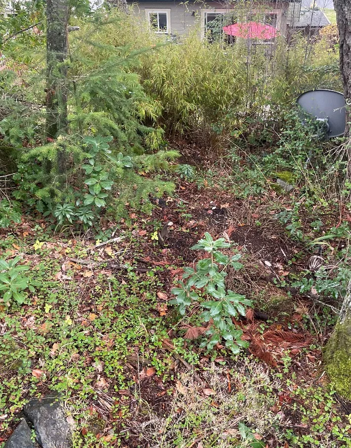 Photograph showing insufficient ground cover in the lawn area near the entrance