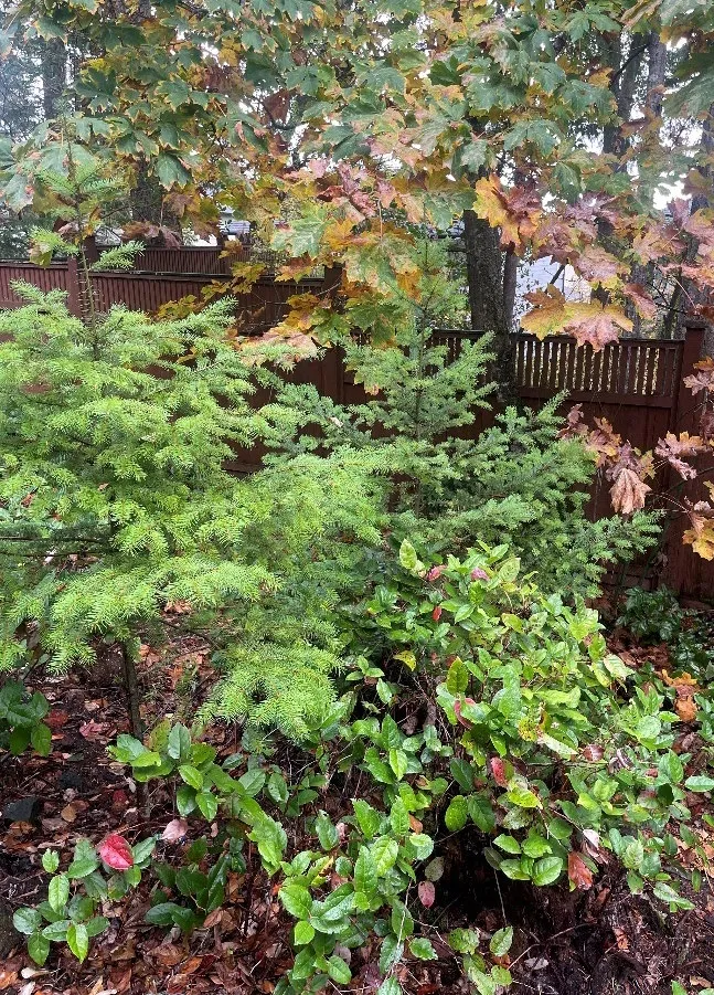 Photograph of naturally occurring regrowth including Arbutus and Fir
