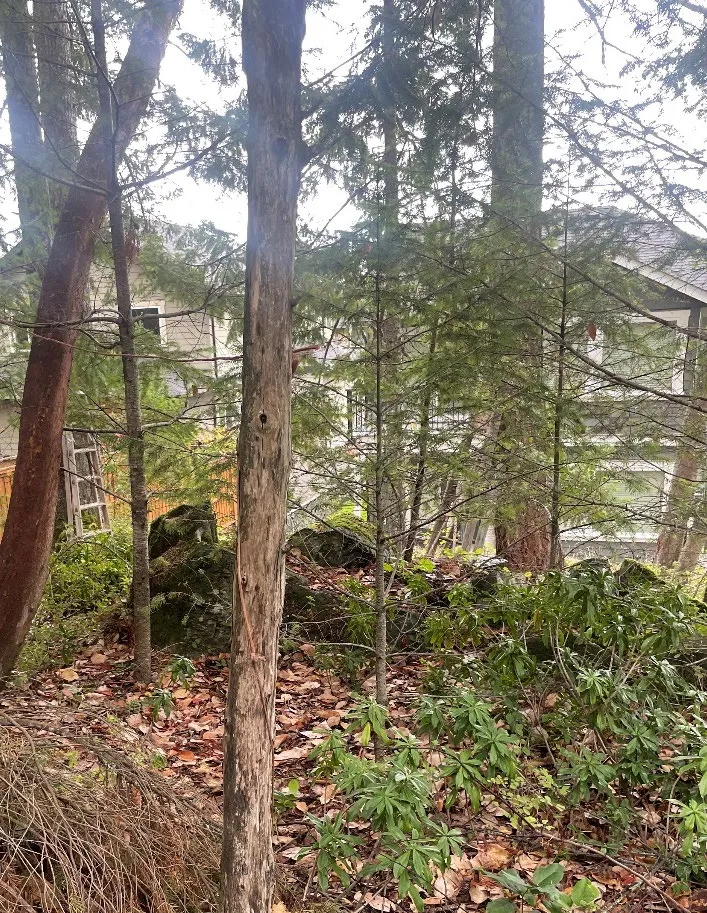 Photograph of naturally occurring regrowth including 2 Firs
