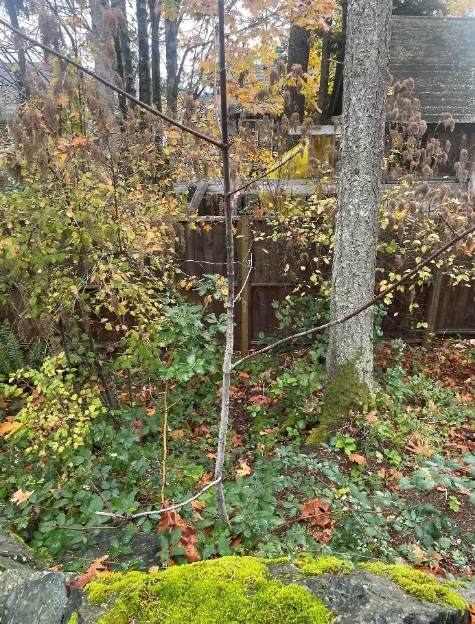 Photograph of naturally occurring regrowth including 4 Firs
