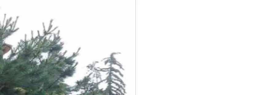 Top of evergreen trees against a cloudy sky
