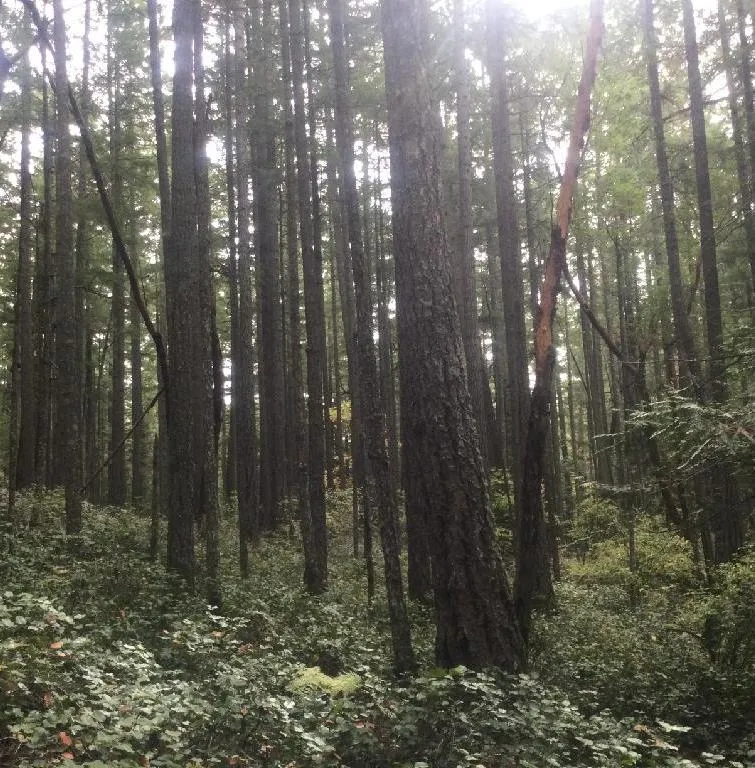 A dense forest with tall trees and green undergrowth.