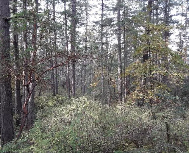 Interior of a forest with many tall, thin trees and undergrowth.